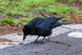 A Carrion crow scavenges for food