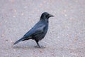 A Carrion crow scavenges for food