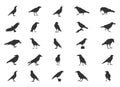 Carrion Crow Silhouettes, Carrion Crow Flying Silhouette, Crow Silhouettes
