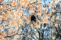 Carrion Crow sitting on a tree branch. In the background you can see the blue sky. Royalty Free Stock Photo