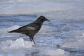 Carrion crow standing on ice near the shore