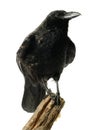 Carrion Crow Royalty Free Stock Photo