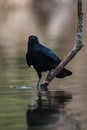 Carrion Crow with white shuttlecock, Corvus Corone Royalty Free Stock Photo