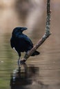 Carrion Crow with white shuttlecock, Corvus Corone Royalty Free Stock Photo