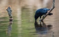 Carrion Crow with white shuttlecock, Corvus Corone Royalty Free Stock Photo