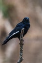 Carrion Crow with white shuttlecock, Corvus Corone Royalty Free Stock Photo