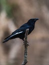 Carrion Crow with white shuttlecock, Corvus Corone Royalty Free Stock Photo