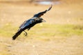 Carrion crow (Corvus corone) in flight, taken in the UK Royalty Free Stock Photo