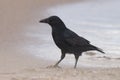 Carrion Crow, Zwarte Kraai, Corvus corone Royalty Free Stock Photo