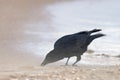 Carrion Crow, Zwarte Kraai, Corvus corone Royalty Free Stock Photo