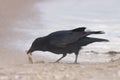 Carrion Crow, Zwarte Kraai, Corvus corone Royalty Free Stock Photo