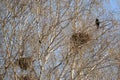 Carrion crows of a nest on branches of young birches Royalty Free Stock Photo