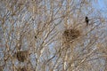 Carrion crows of a nest on branches of young birches