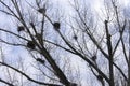 Carrion crows of a nest on branches of young birches. Spring landscape