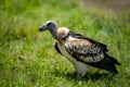 Carrion eater Vulture bird plays vital role in ecosystem