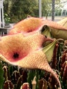 Carrion flower or Zulu giant (Stapelia gigantea)