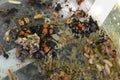 Carrion Nicrophorus beetles in rotten carcass