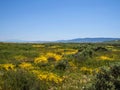 Wild flower field blooming in spring in the valley