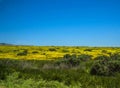 Wild flower field blooming in spring in the valley