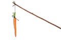 Carrot Royalty Free Stock Photo