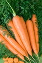 Carrot