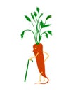 senorita carrot in an orange raincoat