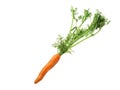 Carrot