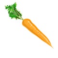 carrot