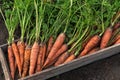 Carrot autumn harvest in wooden box on soil in garden close up. Fresh raw organic carrots vegetables Royalty Free Stock Photo