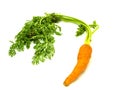 Carrot Royalty Free Stock Photo