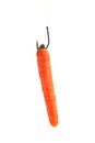 Carrot bait