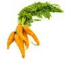Carrot Royalty Free Stock Photo