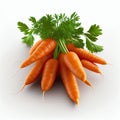 Carrot Bunch Isolated, Organic Vegetable Crop, Fresh Carrot Bunch on White Background Royalty Free Stock Photo