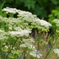 Carrot bur parsley a white wildflower Royalty Free Stock Photo