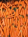 Carrot, carota, Daucus carota Royalty Free Stock Photo