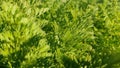 Carrot crop gree leaves, close up view