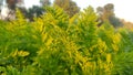 Carrot crop gree leaves, close up view