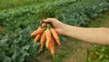 Carrot harvest Daucus carota field farm bio detail bunch hand root sativus harvesting close-up leaves leaf vegetable