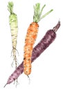 Carrot roots botanical drawing