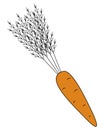 Carrot. Delicious orange root vegetable. Fluffy foliage. The seasonal product is kept in the cellar