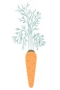Carrot. Delicious orange root vegetable. Fluffy green foliage. Color vector illustration. Vegan food. Useful vegetable. Harvesting