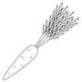 Carrot. Delicious root vegetable. Fluffy foliage. Vector illustration. Outline on an isolated white background. Doodle style.