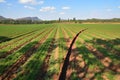 Carrot Farm