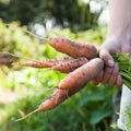 Carrot farm harvest, agriculture diet background