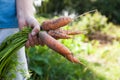 Carrot farm harvest, agriculture diet background