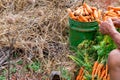 Carrot farm land spring harvest preparation for market sale. Local farming business. Farmer sits and strips leaves.