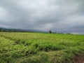 Carrot farm, Malang East Java.