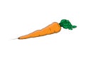 Carrot farm vegetable. Healthy raw vegetarian vegan food. Isolated vector illustration