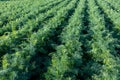 Carrot Field. Green Rows on the carrot field