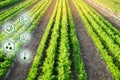 Carrot in the field. Scientific work and development of new methods and selection of varieties. High technologies and innovations